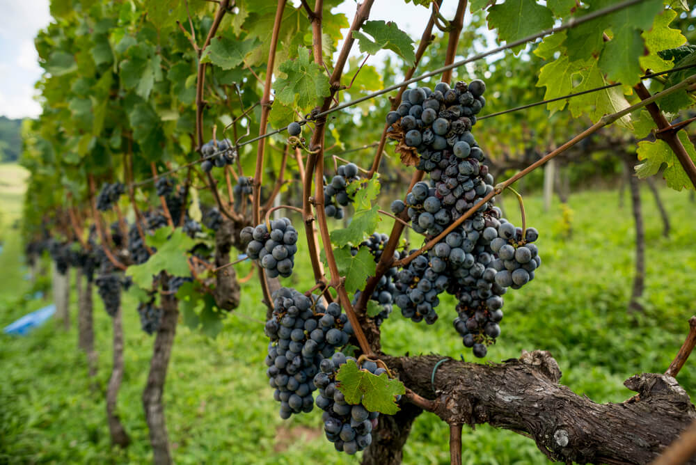 Guia De Uvas: Tannat, Símbolo Dos Vinhos Uruguaios