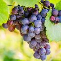 Guia De Uvas: Pinot Noir E Seus Vinhos Leves E Elegantes