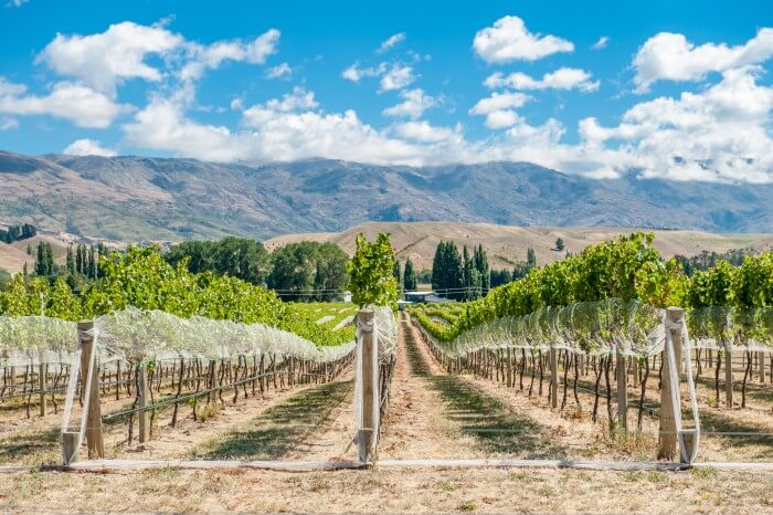 Região de produção da Pinot Noir na Nova Zelândia
