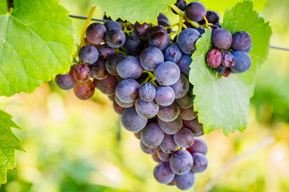 Guia De Uvas: Pinot Noir E Seus Vinhos Leves E Elegantes