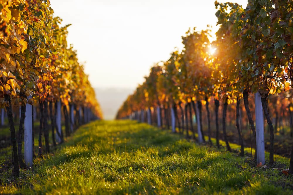 Vinhos De Clima Quente E Frio: Saiba As Diferenças