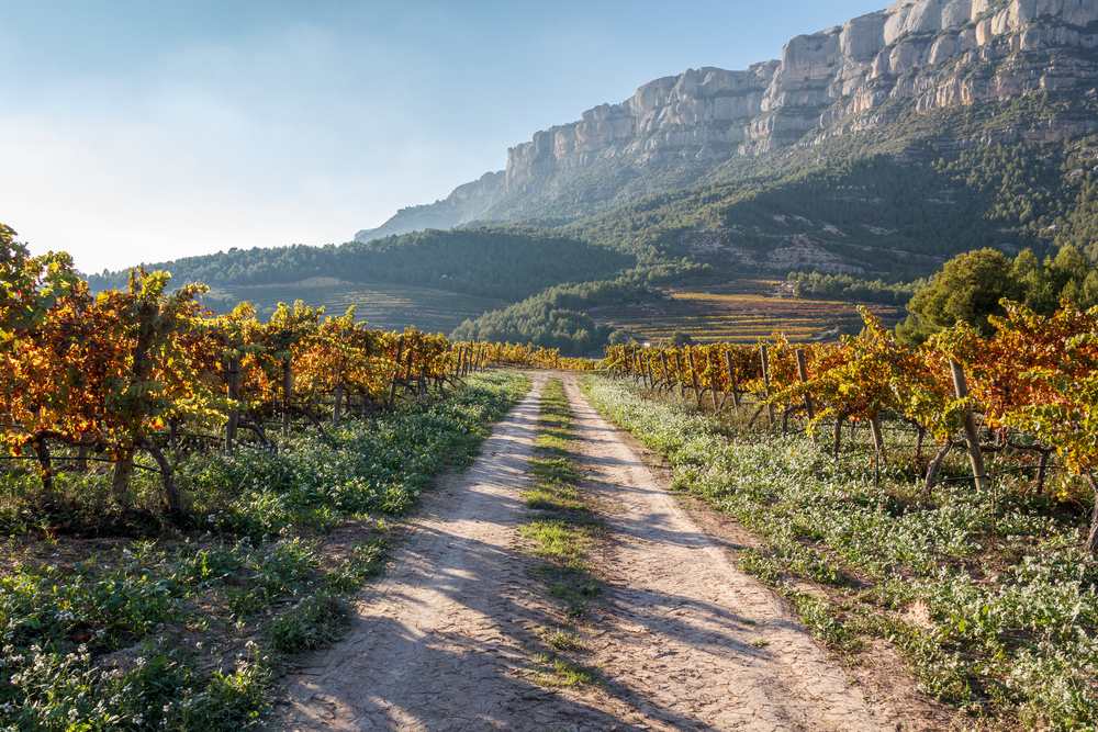 uva garnacha origem