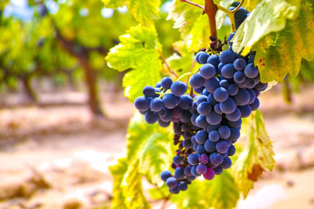 Guia De Uvas: Garnacha/grenache, A Casta Do Mediterrâneo