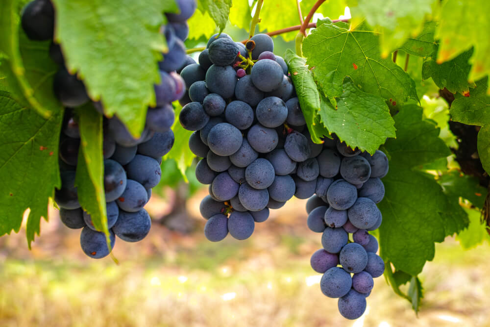 uva carignan