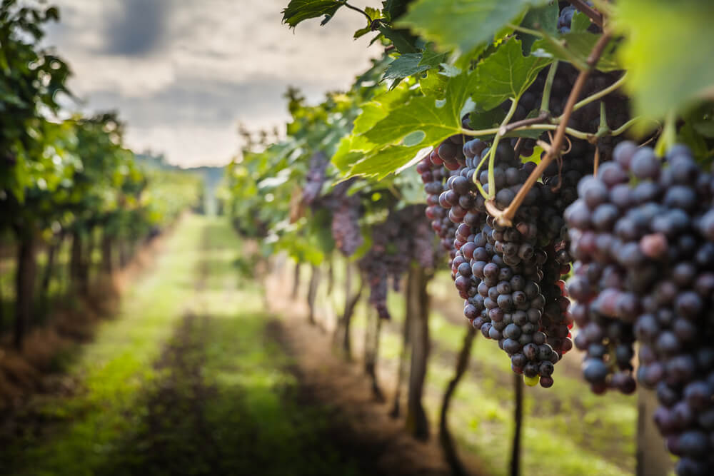 Nomes De Uvas: Descubra As Cepas Com Nomes Diferentes