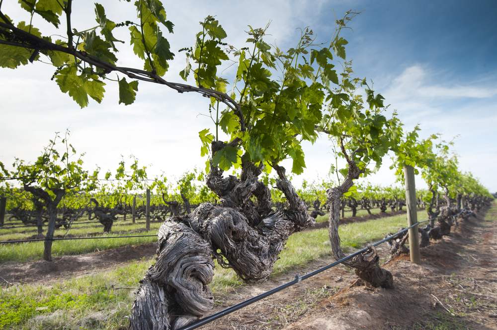 Entenda A Influência De Vinhas Velhas No Perfil Dos Vinhos