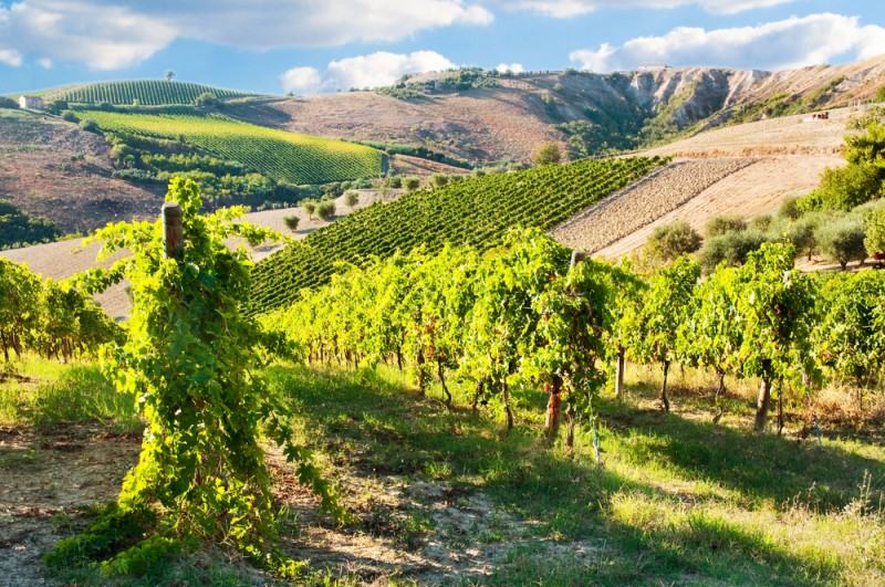 uva cabernet franc vinicola em bordeaux