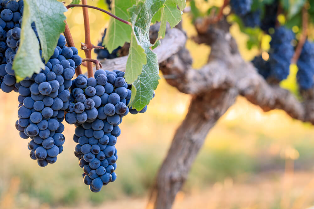 Guia De Uvas: Tudo Sobre A Influente E Versátil Cabernet Franc