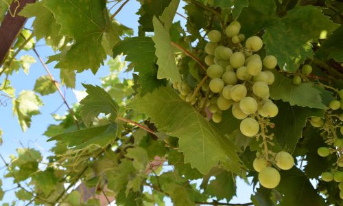 Uvas Brancas Para Fazer Vinhos De Lisboa