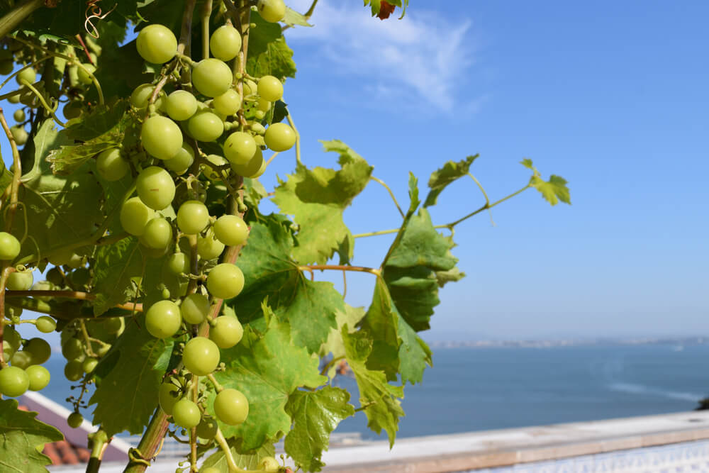 vinho lisboa carcavelos - uvas brancas com o rio tejo ao fundo