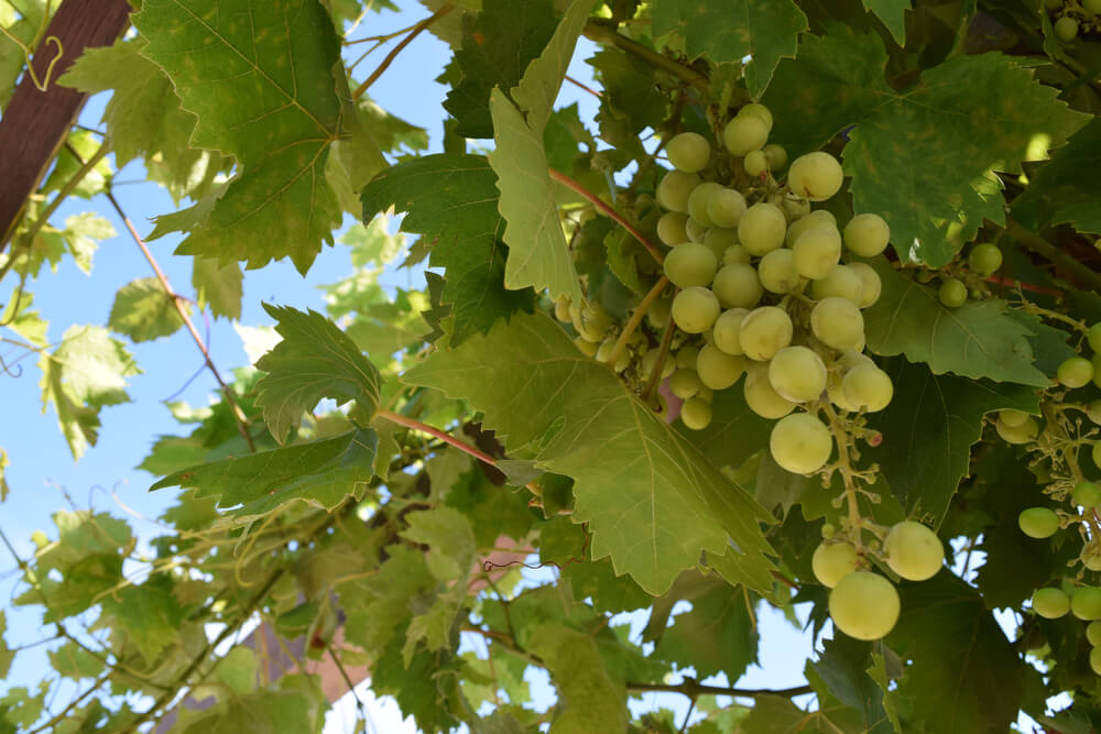 Uvas Brancas Para Fazer Vinhos De Lisboa