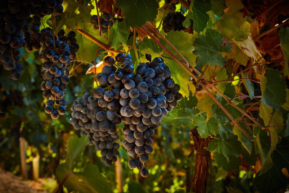 tipos de lambrusco variedades da uva lambrusco - foto da uva Lambrusco Grasparossa