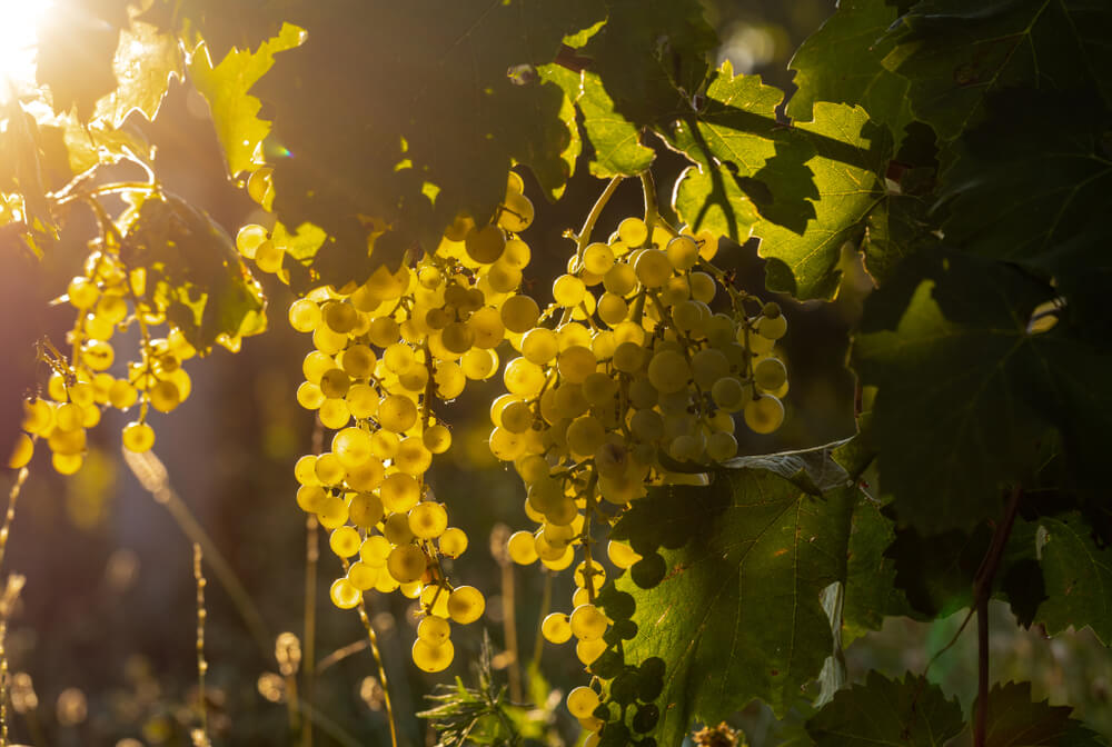 Guia De Uvas: Glera, A Uva Do Espumante Prosecco