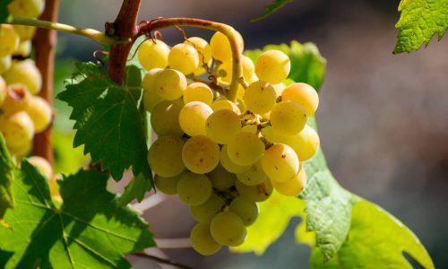 Uva Trebbiano