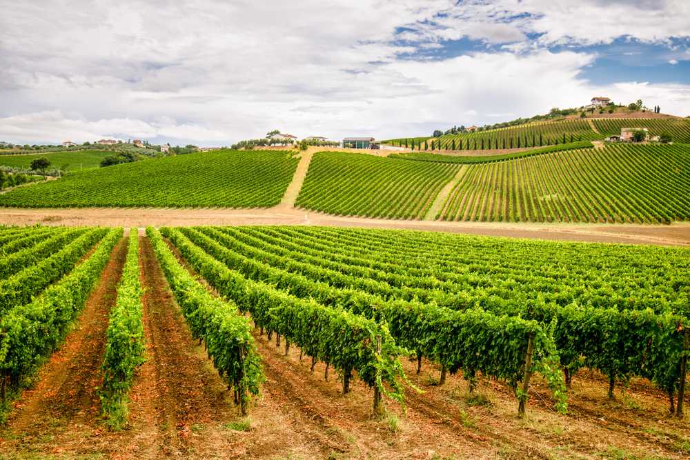 uva trebbiano origem da uva trebbiano