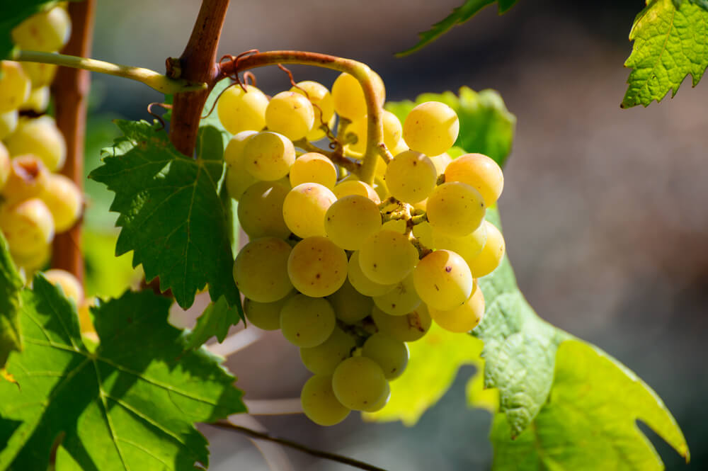 Uva Trebbiano