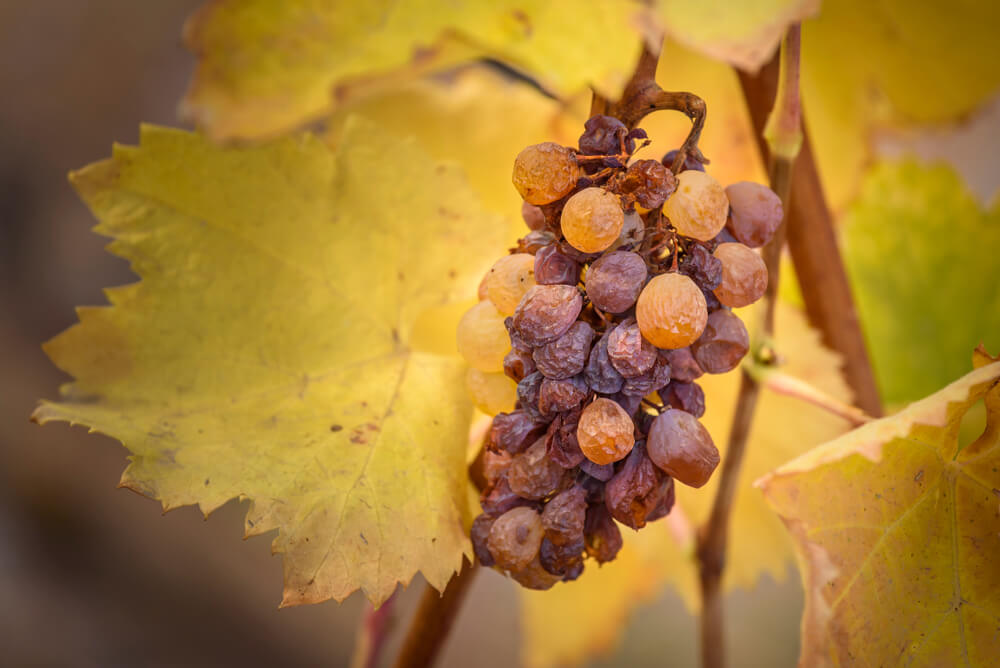 vinho botrytis efeito do fungo botrytis cinerea nas uvas