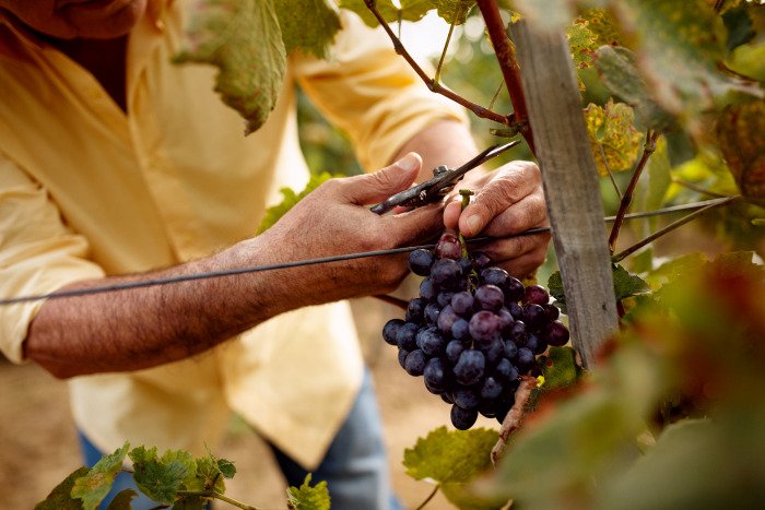 senhor colhendo cachos de uva das vinhas