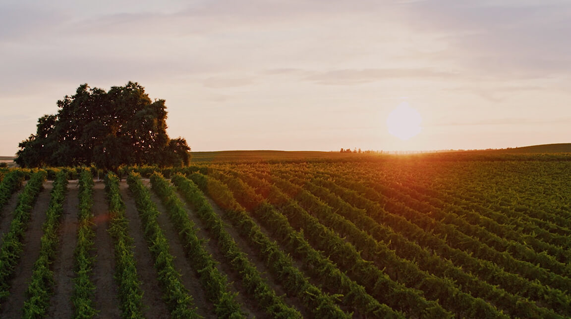 Conheça Os Vinhos Delicato E O Melhor Do Terroir Californiano