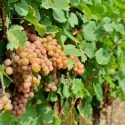 Guia De Uvas: Pinot Grigio, A Francesa Renomada Na Itália