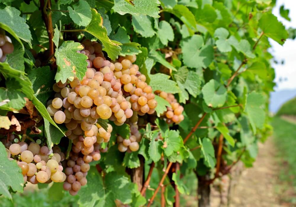 Guia De Uvas: Pinot Grigio, A Francesa Renomada Na Itália