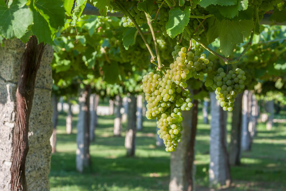 Uva albariño, também conhecida como alvarinho.