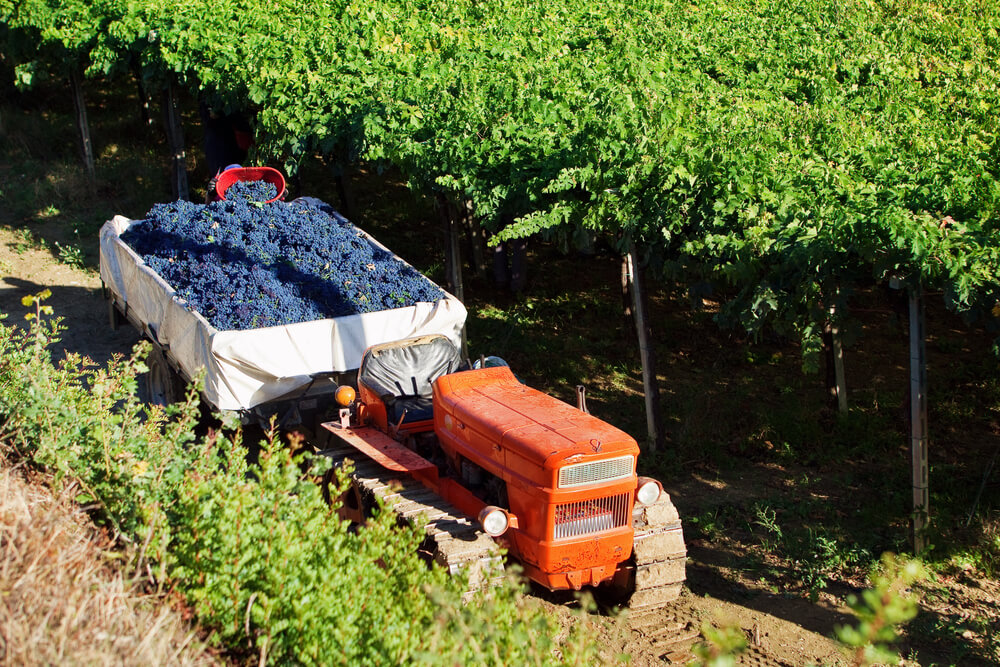 Colheita de uvas montepulciano em vinhedo de Abruzzo, na Itália.