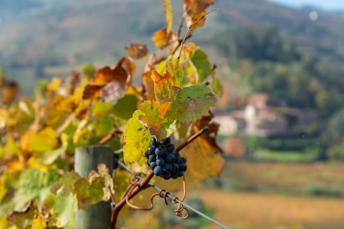 Cacho de uva touriga nacional