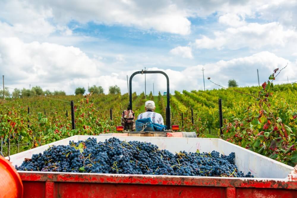 Tudo O Que Você Precisa Saber Sobre Safra De Vinhos