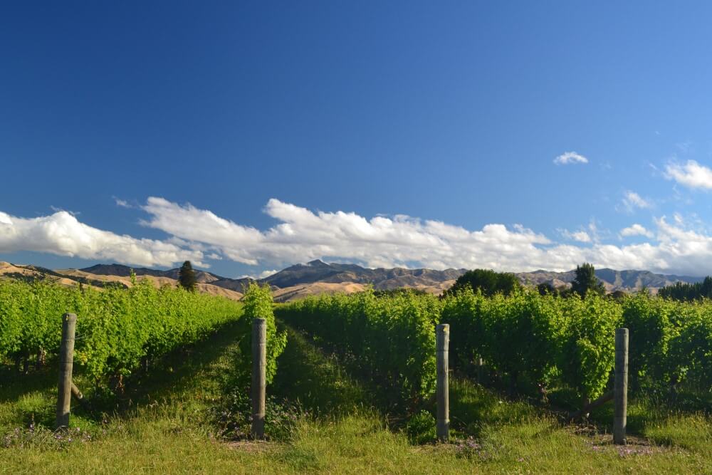 Vinhos Da Nova Zelândia Imagem Destacada