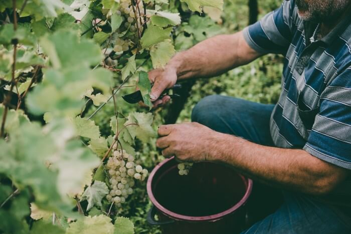 etapa da colheita na produção de vinho branco