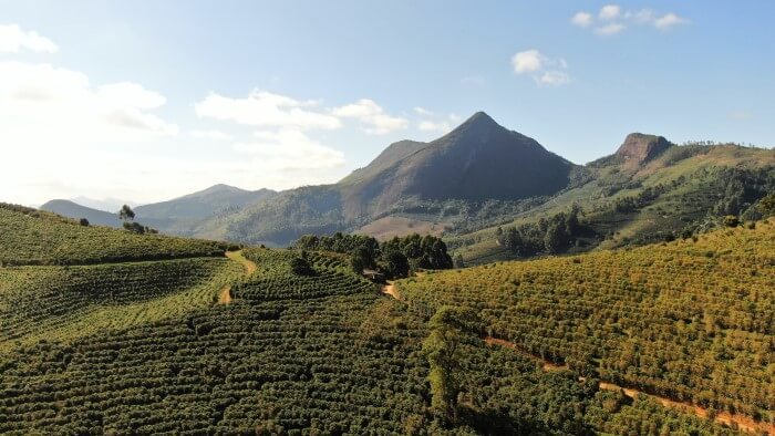produção de café em Minas Gerais