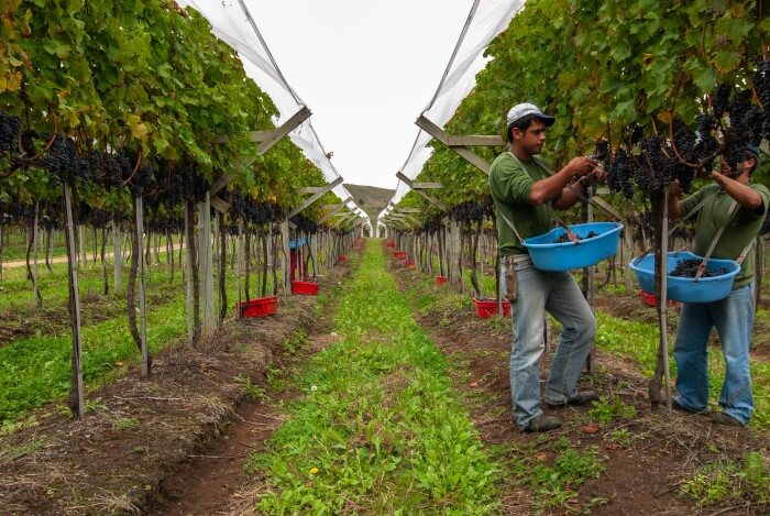 Videiras em Santa Catarina para produção de vinhos brasileiros de altitude