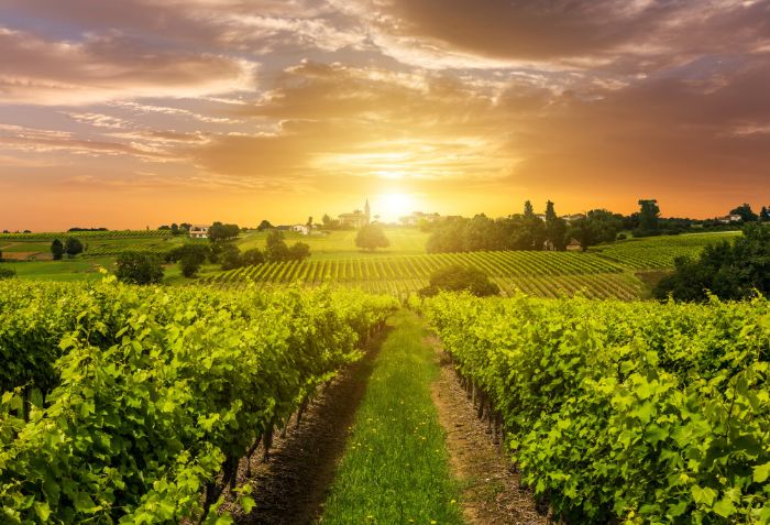 pôr do sol em vinhedos, Toscana