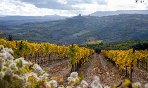Vinhedo Na Toscana