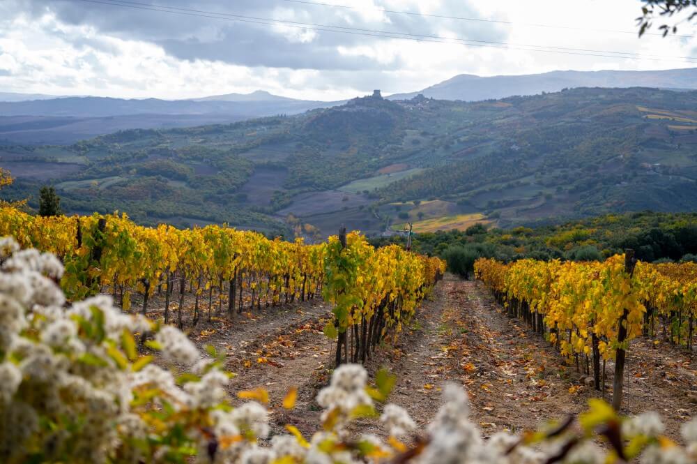 Vinhos Da Toscana: Particularidades Dos Rótulos Italianos