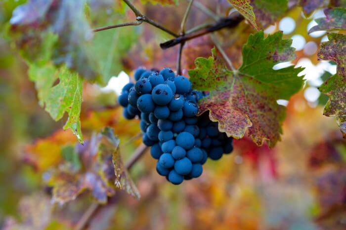 Uva sangiovese para produção de vinhos da Toscana