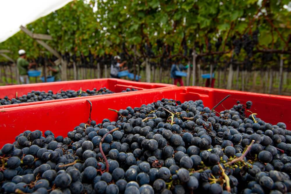 Colheita em vinícola de São Joaquim, no estado de Santa Catarina, popular pela produção de vinhos de altitude