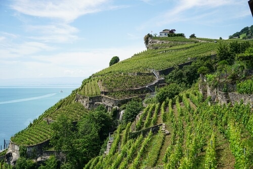 Os vinhos de altitude são originários de plantações situadas em áreas de alta elevação em relação ao nível do mar.