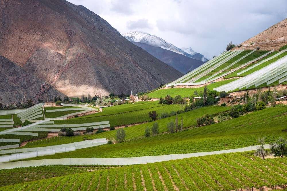 Vinhos De Altitude: Entenda O Que São E As Características