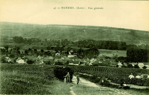 Vinhas em Buxeuil no ano de 1947.