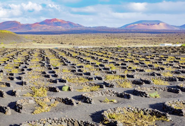 Solo das ilhas canárias, na Espanha.