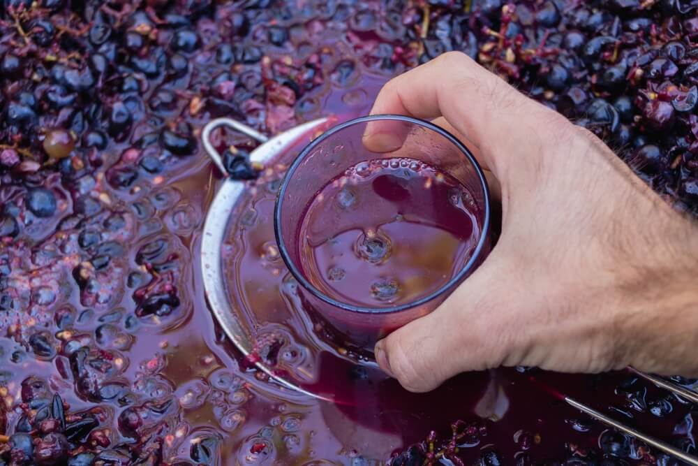 Imagem de uvas tintas em processo de fermentação.