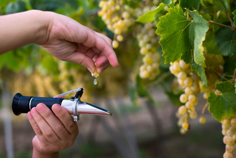 Açúcar Residual No Vinho: Entenda Mais Sobre O Assunto!