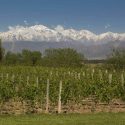 Rota Dos Vinhos Na Argentina: Guia Para A Viagem Perfeita!