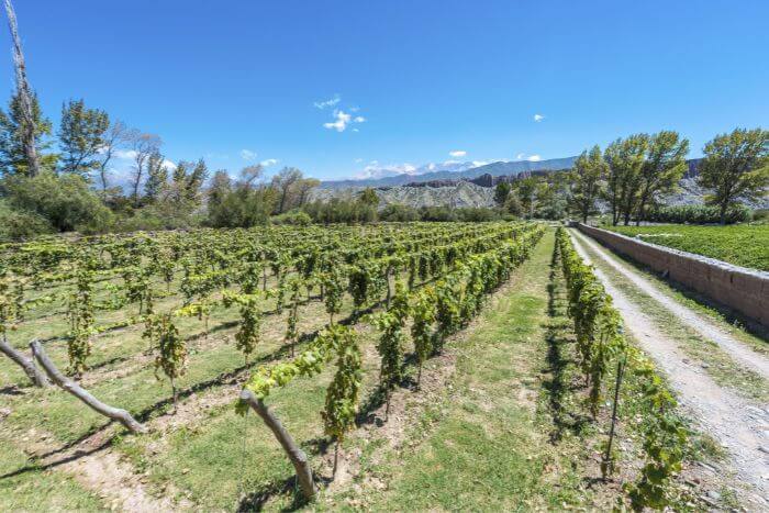 vinícola em salta, uma rota dos vinhos na argentina