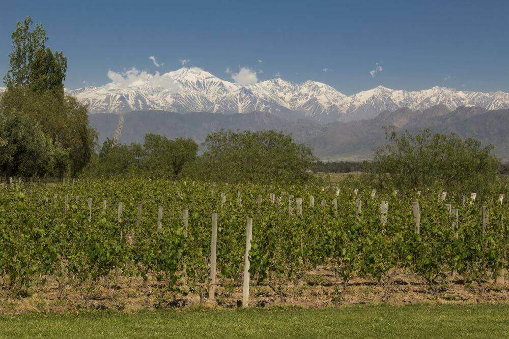 Paisagem Com Vinícola E Montanhas Nevadas Na Rota Dos Vinhos Na Argentina