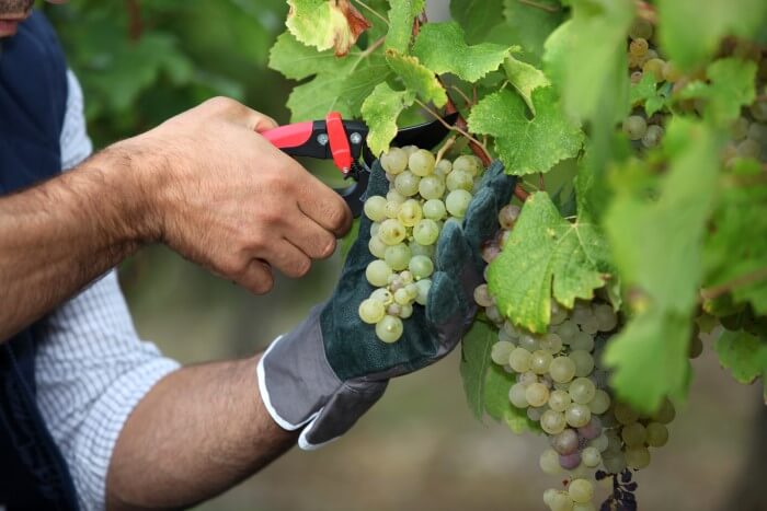 cacho da uva sauvignon blanc