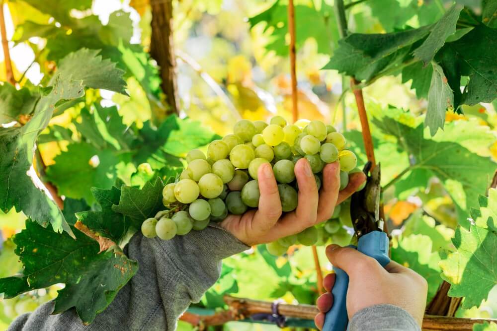 Guia De Uvas: Conheça A História Da Chenin Blanc