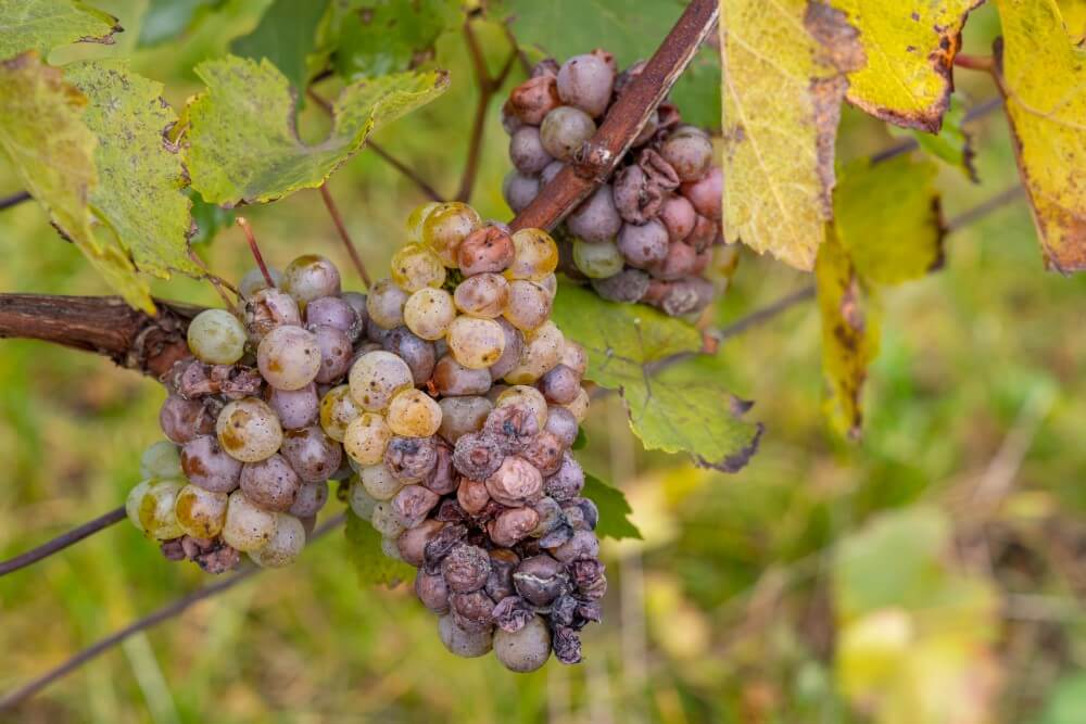 Cacho De Uvas Apodrecendo Por Conta Da Filoxera